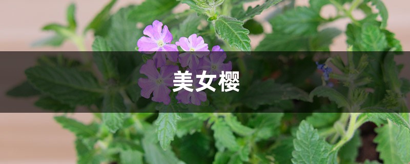 美女樱不开花怎么办？如何让美女樱四季开花？