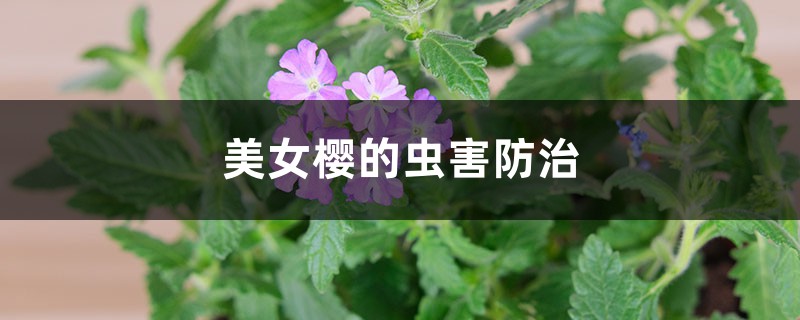 美女樱的虫害防治 美女樱的虫害防治