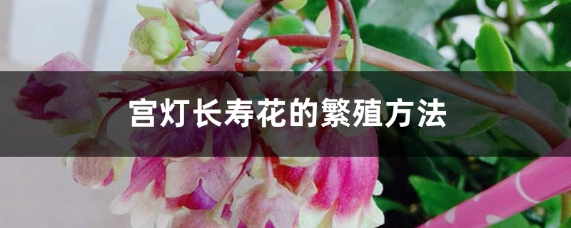 宫灯长寿花的繁殖方法