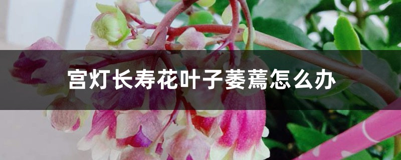 宫灯长寿花叶子萎蔫怎么办