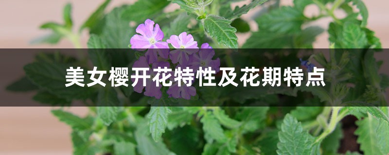 美女樱开花特性及花期特点