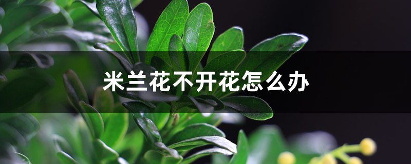 米兰花不开花怎么办