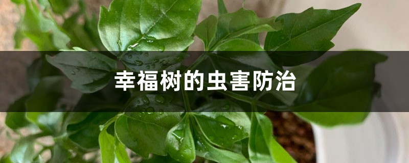 幸福树的虫害防治