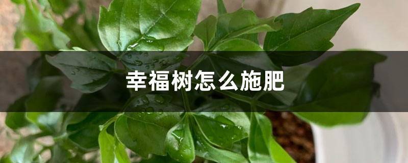 幸福树怎么施肥