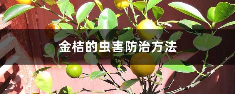 金桔的虫害防治方法