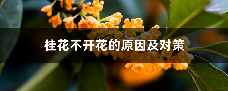 桂花不开花的原因及对策