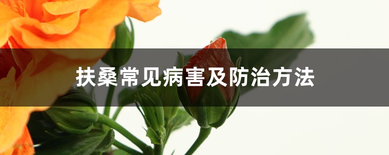 扶桑常见病害及防治方法 扶桑常见病害及防治方法