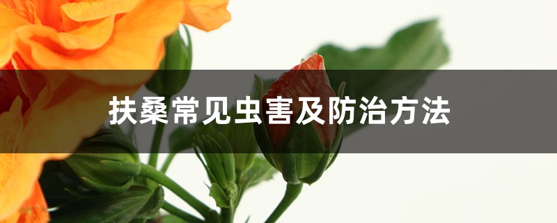 扶桑常见虫害及防治方法