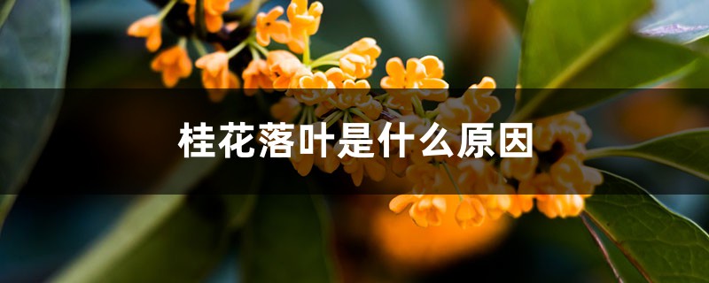桂花落叶是什么原因 桂花落叶是什么原因