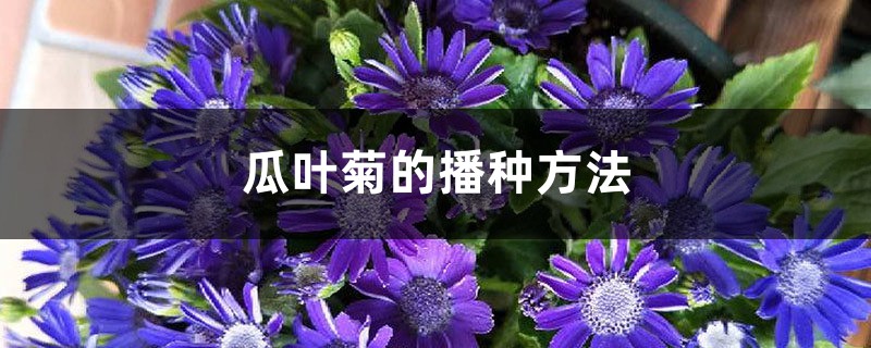 瓜叶菊的播种方法