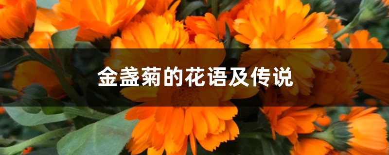 金盏菊的花语及传说