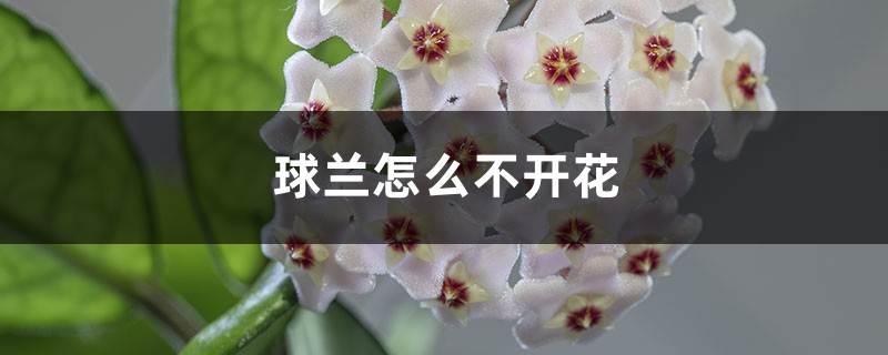 球兰怎么不开花