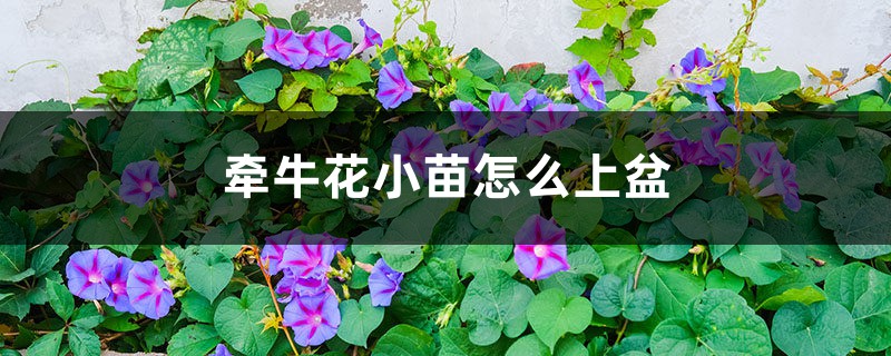 牵牛花小苗怎么上盆