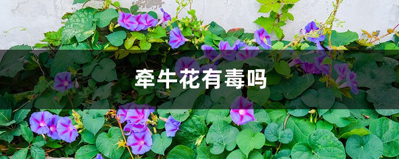 牵牛花有毒吗