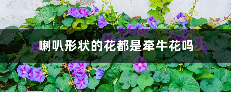 喇叭形状的花都是牵牛花吗