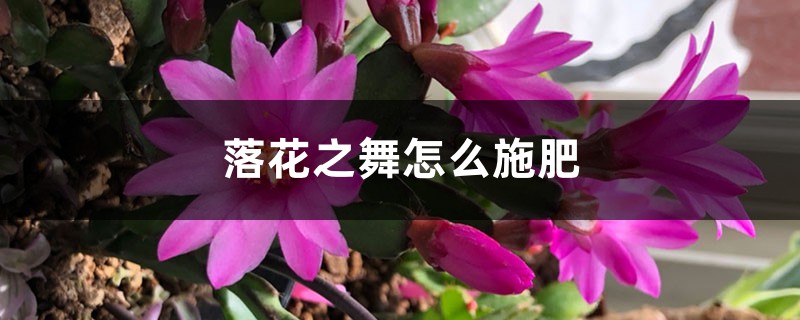 落花之舞怎么施肥