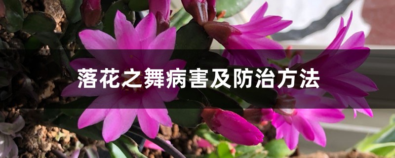 落花之舞病害及防治方法