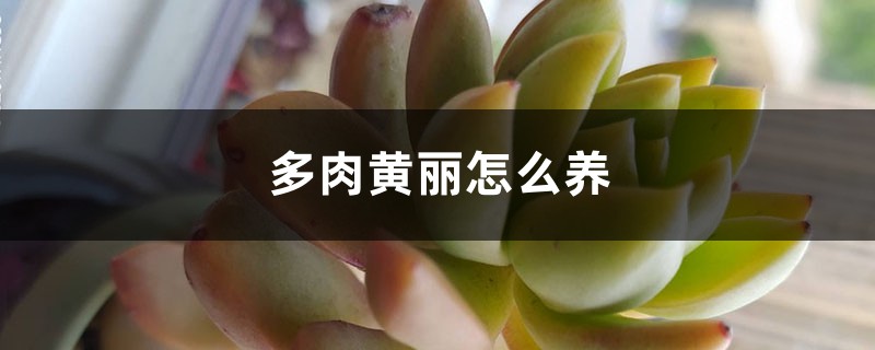 多肉黄丽怎么养