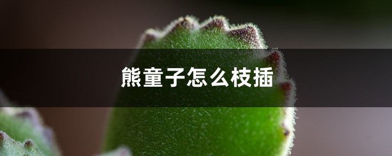 熊童子怎么枝插 熊童子怎么枝插