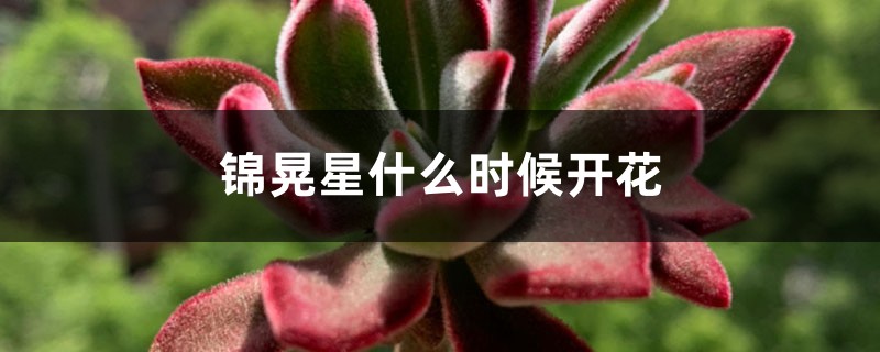 锦晃星什么时候开花