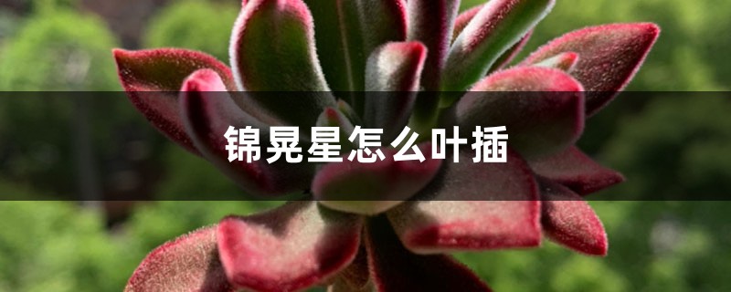 锦晃星怎么叶插