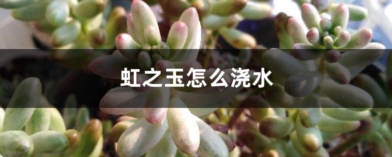 虹之玉怎么浇水