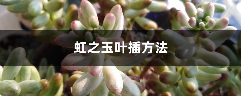 虹之玉叶插方法