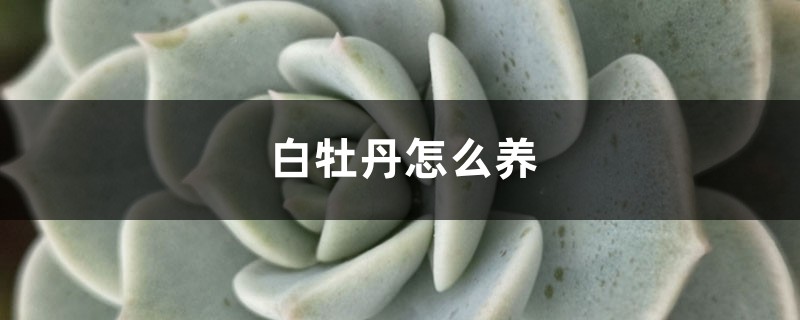 白牡丹怎么养