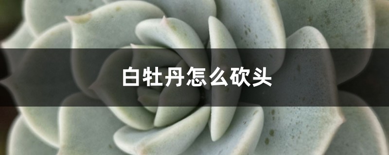 白牡丹怎么砍头