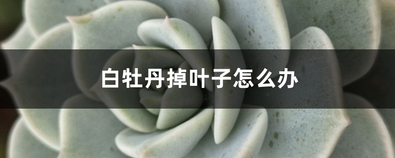 白牡丹掉叶子怎么办