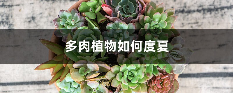 多肉植物如何度夏