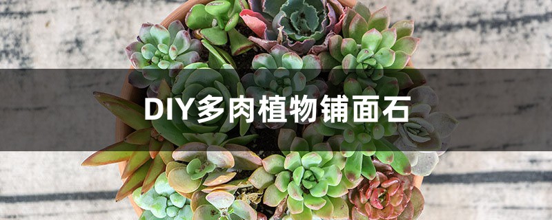 DIY多肉植物铺面石