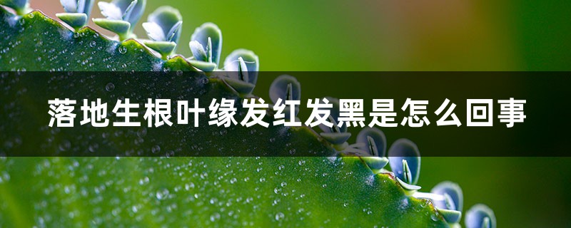 落地生根叶缘发红发黑是怎么回事