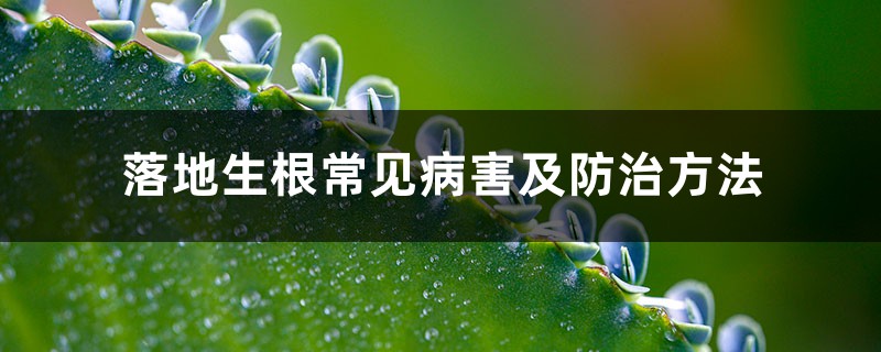 落地生根常见病害及防治方法 落地生根常见病害及防治方法