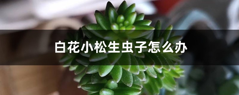 白花小松生虫子怎么办