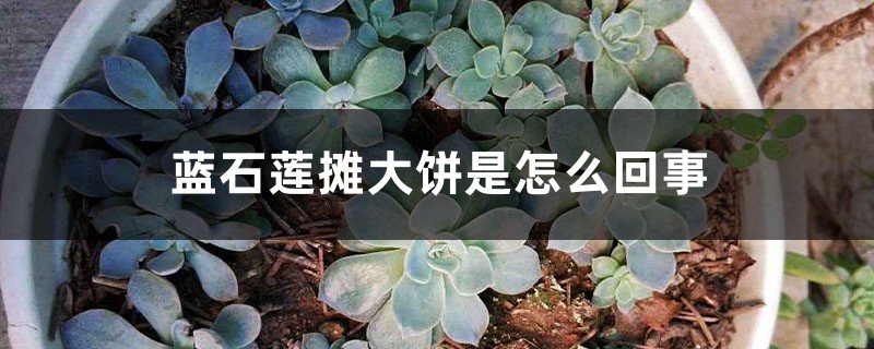 蓝石莲摊大饼是怎么回事 蓝石莲摊大饼是怎么回事
