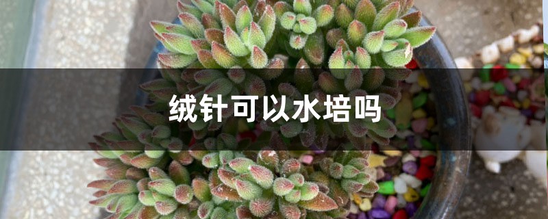 绒针可以水培吗