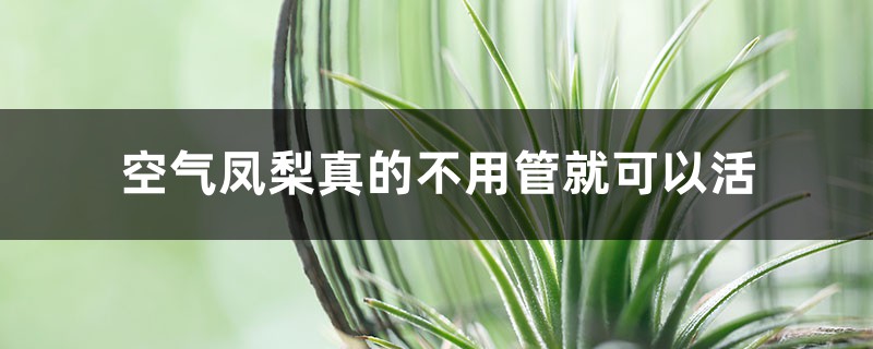 空气凤梨真的不用管就可以活