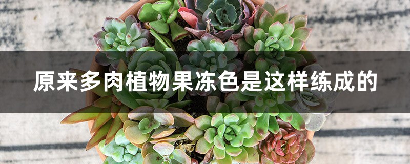 原来多肉植物果冻色是这样练成的