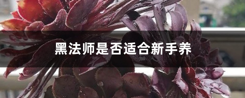 黑法师是否适合新手养