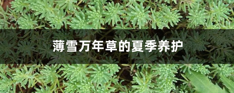 薄雪万年草的夏季养护 薄雪万年草的夏季养护