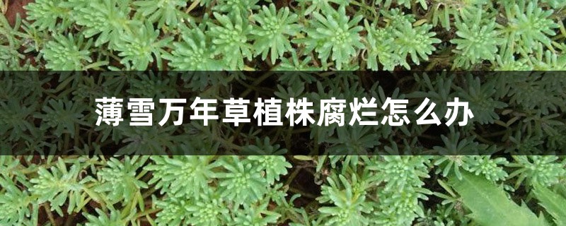 薄雪万年草植株腐烂怎么办