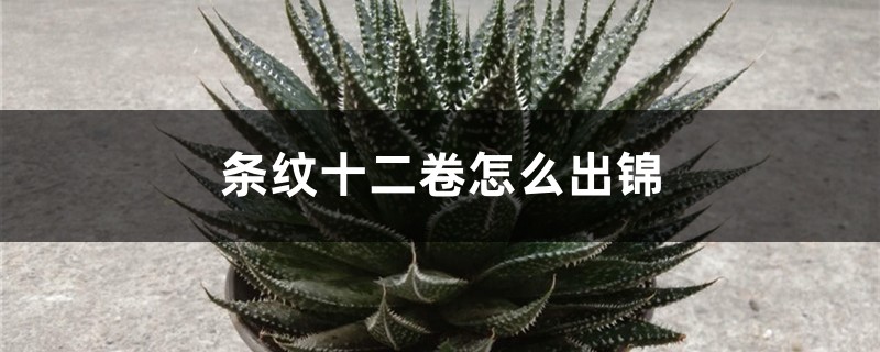 条纹十二卷怎么出锦 条纹十二卷怎么出锦
