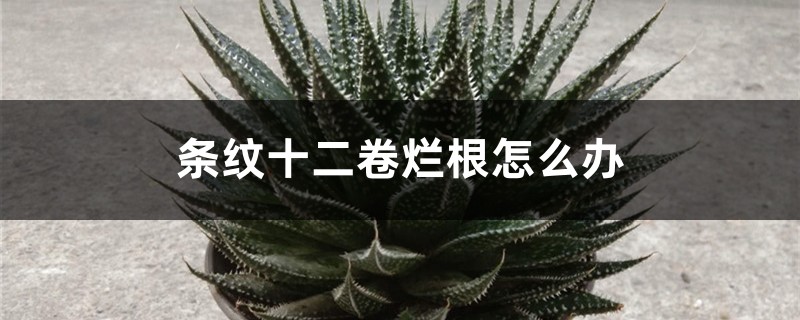 条纹十二卷烂根怎么办 条纹十二卷烂根怎么办