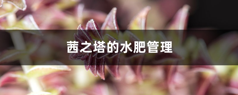 茜之塔的水肥管理