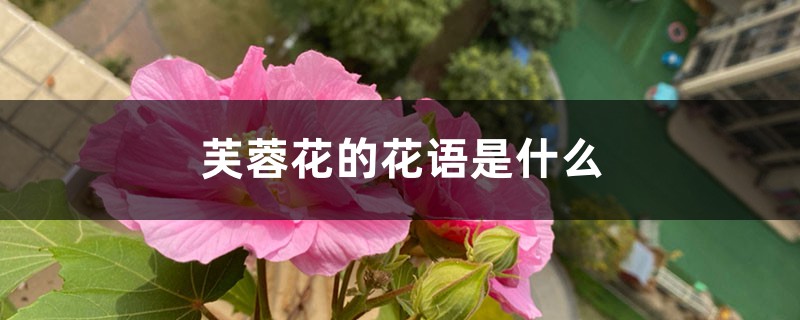 芙蓉花的花语是什么