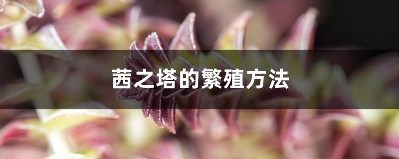 茜之塔的繁殖方法