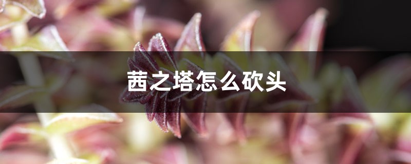 茜之塔怎么砍头