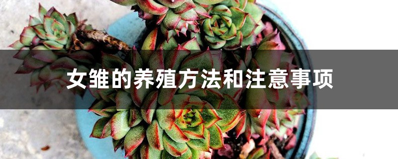 女雏的养殖方法和注意事项