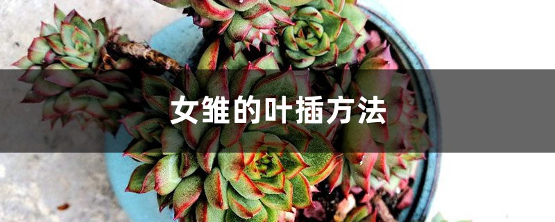 女雏的叶插方法